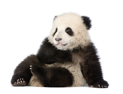 熊猫熊摄影照片_大熊猫大熊猫 (6 个月)-
