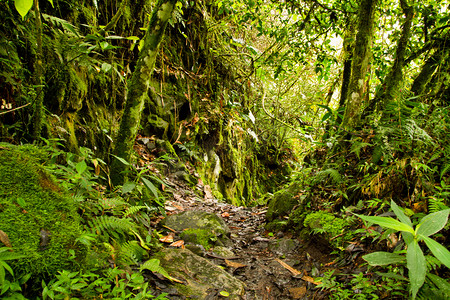 林下中草药摄影照片_热带雨林国家公园，厄瓜多尔