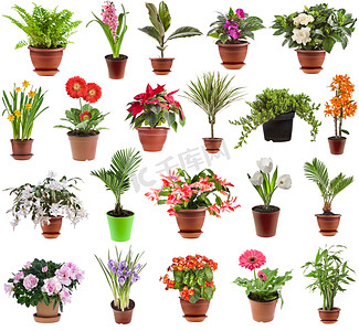 盆栽植物植物摄影照片_花卉盆栽植物花盆，在白色背景上孤立的集合