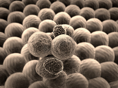 身体结构人体摄影照片_细胞，T 淋巴细胞