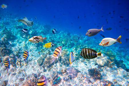 咸水杂鱼煲摄影照片_热带珊瑚礁.