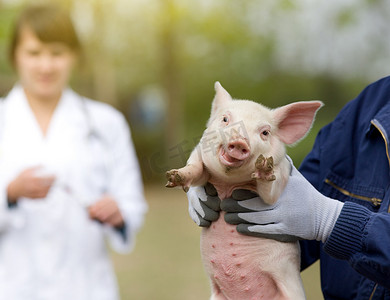 期货持仓摄影照片_照顾小猪兽医