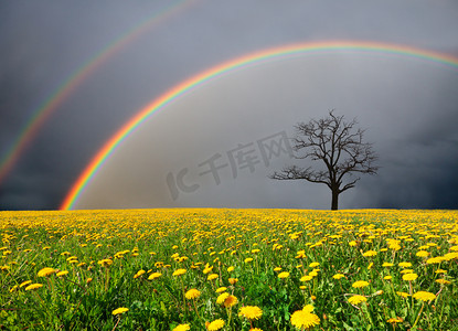 在多云的天空的彩虹下死树和蒲公英领域