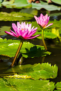 浮宫雕塑摄影照片_美丽紫色睡莲浮在池塘里.