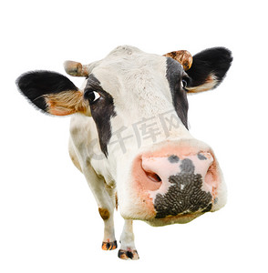有趣可爱的奶牛上白色孤立。浅黑色和白色的牛靠得很近。有趣的好奇牛。农场动物。在白色的宠物牛。牛关闭着相机的镜头 