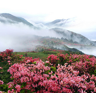 春雾山桃树花