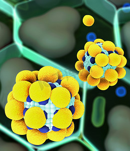 细胞核结构摄影照片_分子细胞