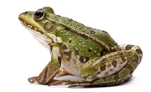 青蛙王子洗发露摄影照片_常见的欧洲青蛙或食用蛙，蛙 kl。菌，在白色背景前