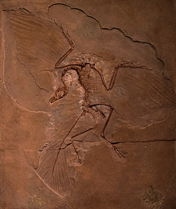 始祖鸟在岩石中的恐龙化石