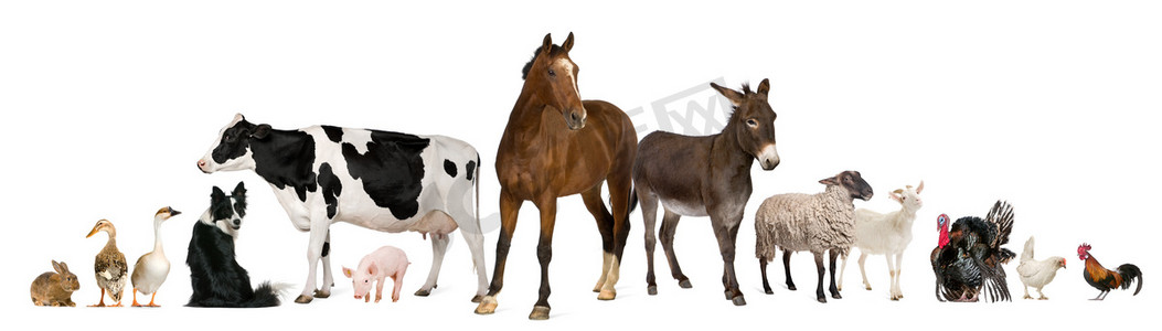 马驴摄影照片_在白色背景前的农场动物种类