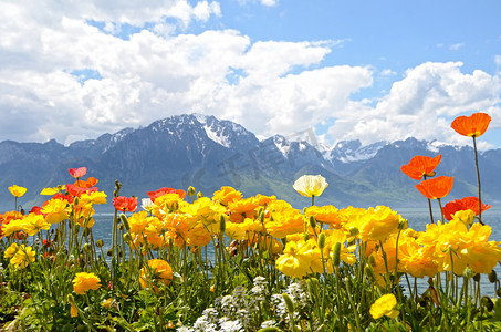 针对山和从路堤在蒙特勒日内瓦湖的鲜花。瑞士