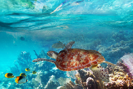 小岛原画摄影照片_Πράσινη χελώνα στο ύδωρ τροπικό