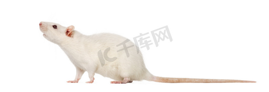 大鼠 （8 月龄），白色