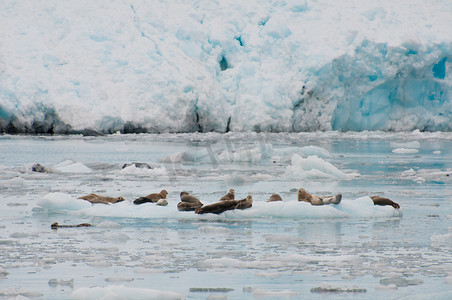 很多水里动物摄影照片_冰山上的密封件