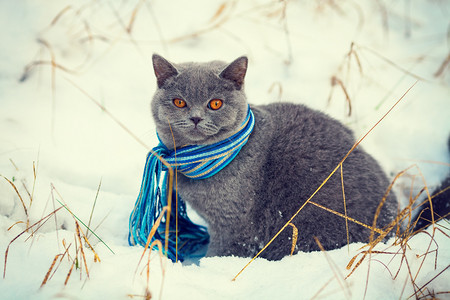 猫咪戴围巾