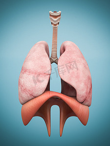 肺医学背景摄影照片_模型的肺