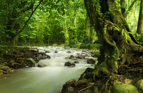 森林摄影照片_热带雨林和河