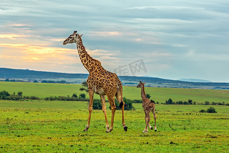 可爱龙描边摄影照片_与她的婴儿的母亲长颈鹿
