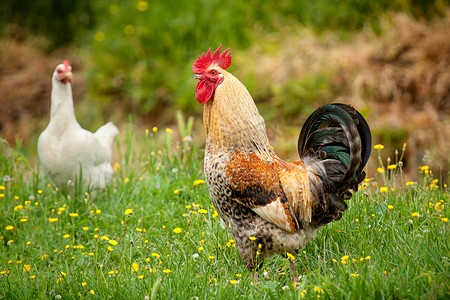 春天啊摄影照片_母鸡和公鸡在花园里