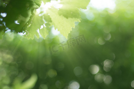 生活环境摄影照片_绿色的植物与射线日出模糊森林背景