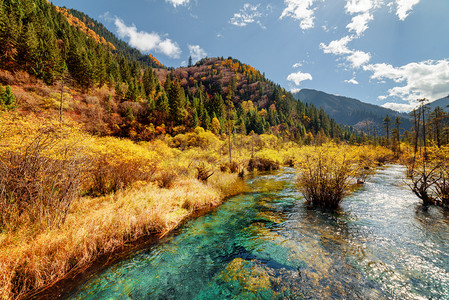 秋天森林和山脉之间有水晶水的风景河流