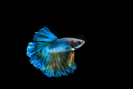 斗鱼豆姐摄影图片-斗鱼豆姐摄影作品-千库网