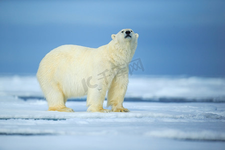 散景朦胧光点摄影照片_北极熊在冰上