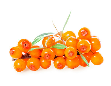 sea buckthorn berries branch is isolated on white background