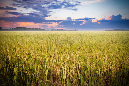 稻田准备收获与美丽的日落背景