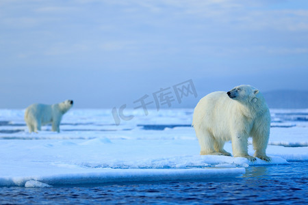 诺威摄影照片_北极熊夫妇拥抱