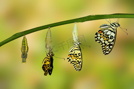 生物多样性摄影照片_转型的石灰蝴蝶