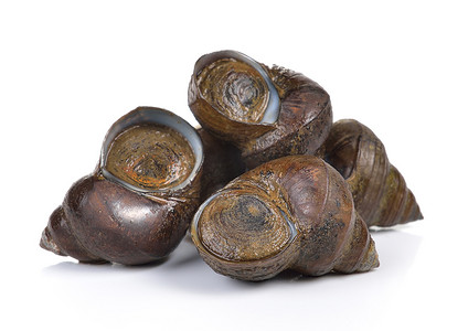 白色背景上的田螺