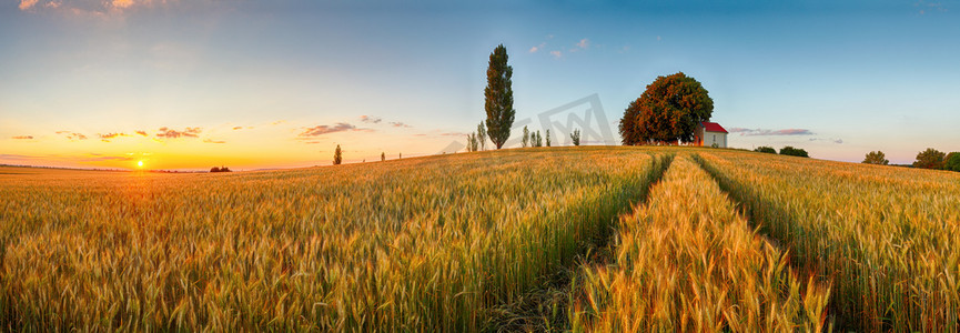 agriculture摄影照片_Summer wheat field panorama countryside, Agriculture