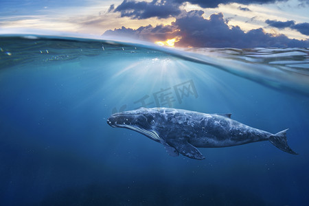 an鲸鱼摄影照片_鲸鱼在半空中