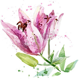 Summer garden flowers. watercolor illustration