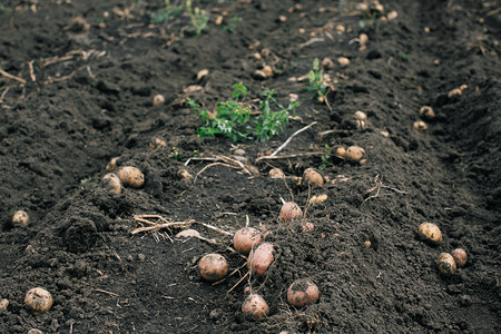 马铃薯块茎植物