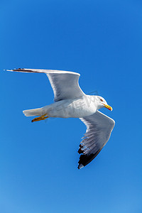 蓝天飞翔的海鸥