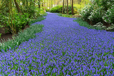 蓝铃花河