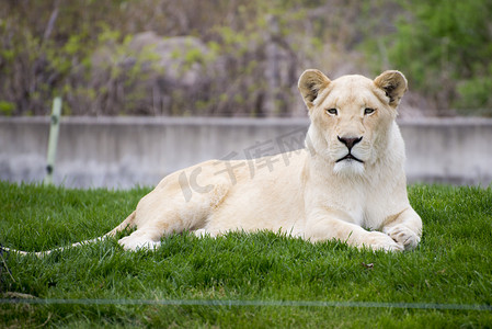 多伦多动物园里的白母狮