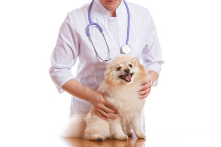 兽医认为狗品种施皮茨，在他脖子上的听诊器，孤立的背景