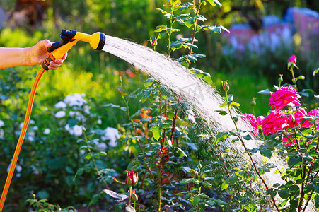 滴滴摄影照片_在花园里浇水