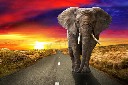 行走在日落时分的大象