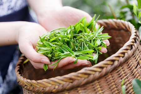 美丽的亚洲女孩摘茶