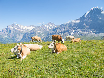 在阿尔卑斯山的瑞士牛