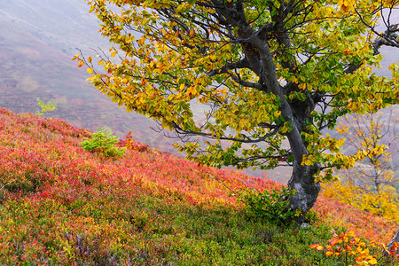 多彩的秋景与山坡上的树