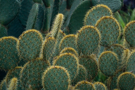 扁平仙人掌盆栽摄影图片-扁平仙人掌盆栽摄影作品-千库网