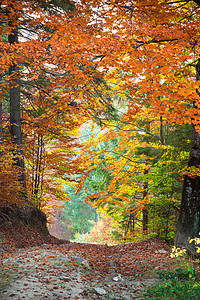 秋天秋季景观，从丰富多彩的树木生长和 footpat 隧道