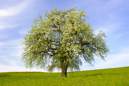 农业摄影照片_单个的大苹果树在春天