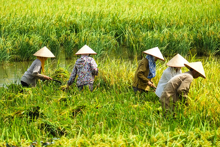 巴里島摄影照片_越南农民利用水稻对河内有场.