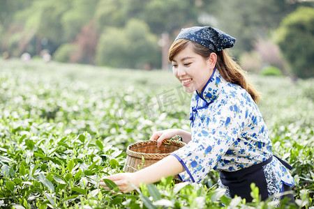 农夫摄影照片_亚洲种植园采茶的漂亮女孩